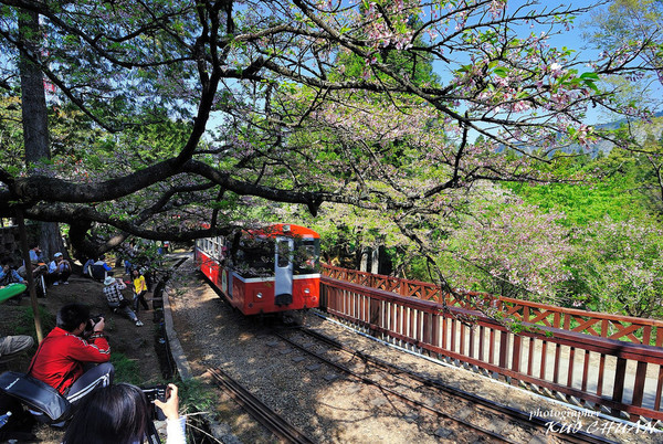 阿里山 小火車