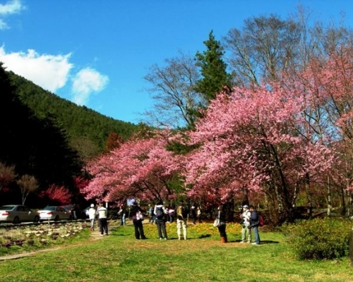 <a href='http://m.foygypl.cn/lvyou/view/583' title='武陵農場' style='color:blue;font-size:14px;'>武陵農場</a>山櫻花