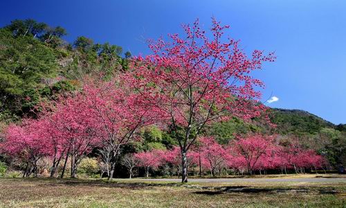 南投奧萬大森林楓葉