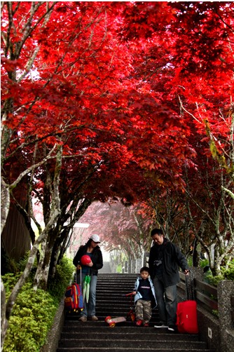 楓葉之美,太平山森林游樂區