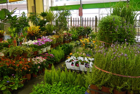 臺北建國假日花市