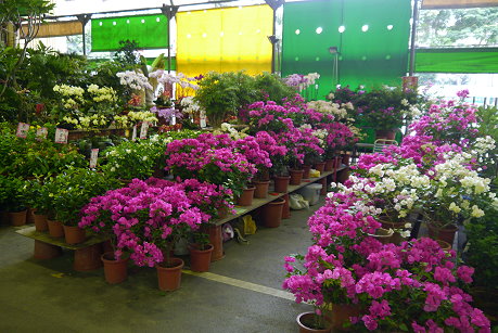 建國假日玉市、花市