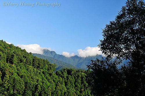 東眼山森林游樂區