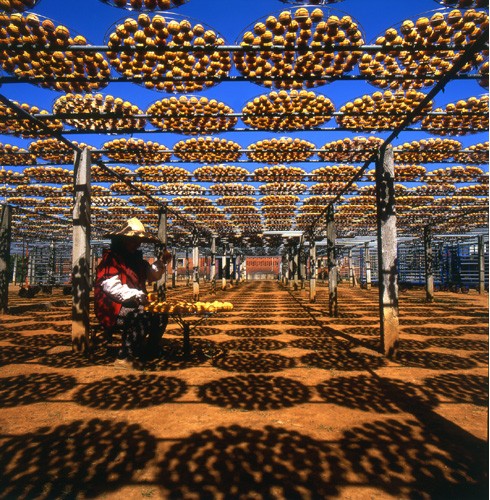 新埔小鎮，美味柿子餅