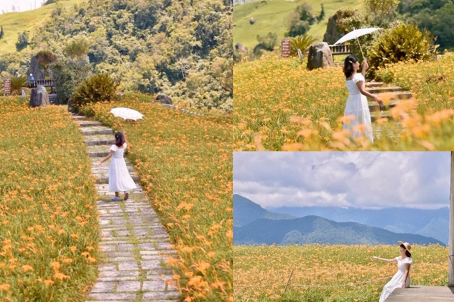 花蓮富里六十石山金針花