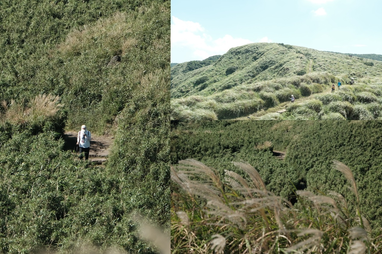 秋日<a href='http://m.foygypl.cn/lvyou/view/170' title='陽明山' style='color:blue;font-size:14px;'>陽明山</a>芒花漫舞